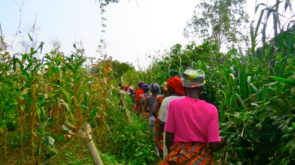 Farming crops - especially corn - is a key source of income for many communities in Ekumfi.