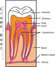 dental